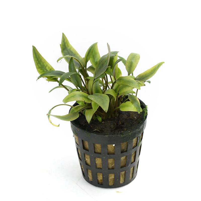 优鱼水草温蒂椒泰国青椒喷泉椒迷你椒草阔叶青椒咖啡气泡椒2211