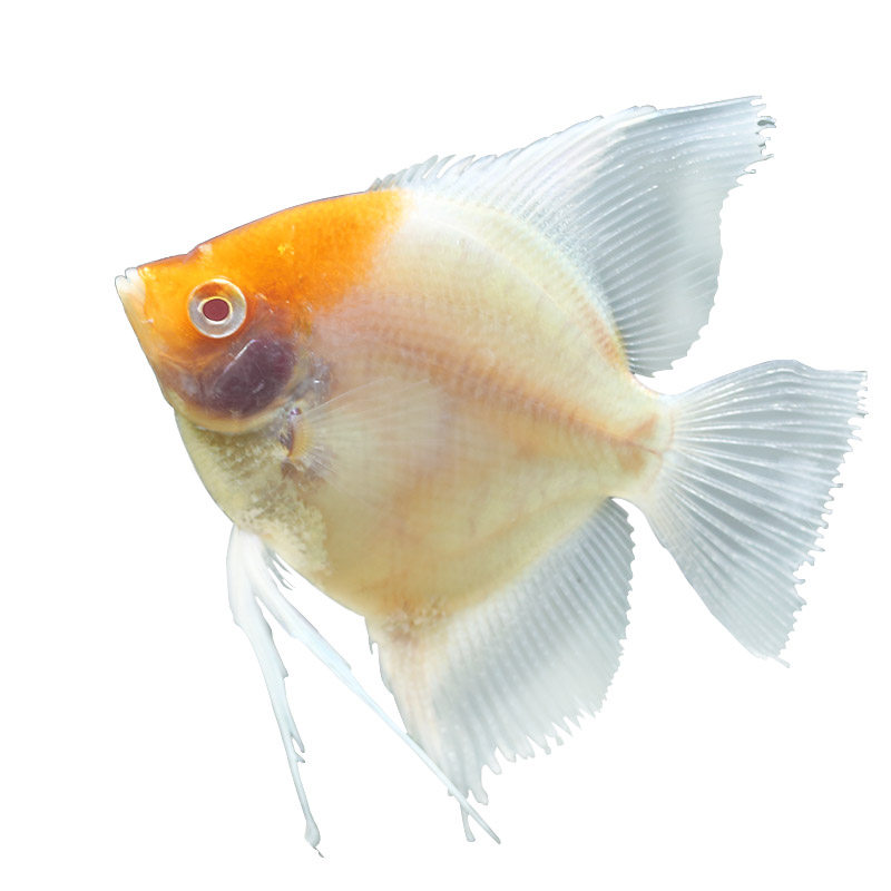 红头玻璃神仙鱼观赏鱼活体热带鱼燕鱼活体观赏鱼七彩神仙配鱼包邮