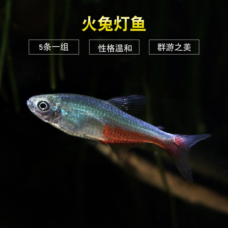 热带灯科鱼草缸群游鱼观赏宠物鱼火兔灯鱼小型鱼淡水鱼活体1124