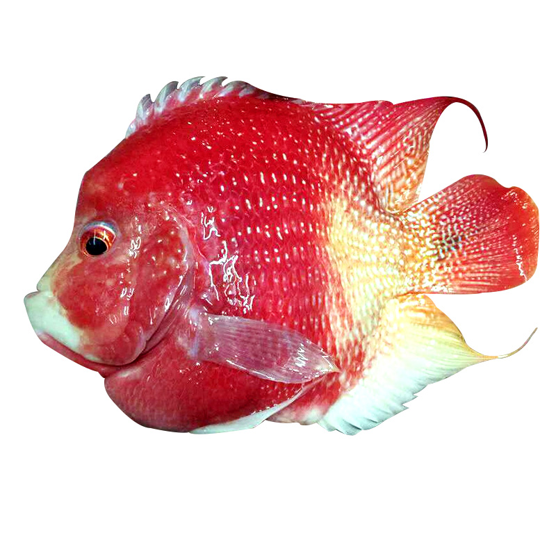 台湾新品帝王红可混养的罗汉鱼十八罗汉热带鱼观赏鱼活体配血鹦鹉