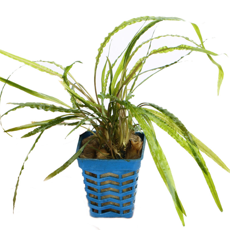 优鱼水草温蒂椒泰国青椒喷泉椒迷你椒草阔叶青椒咖啡气泡椒2211