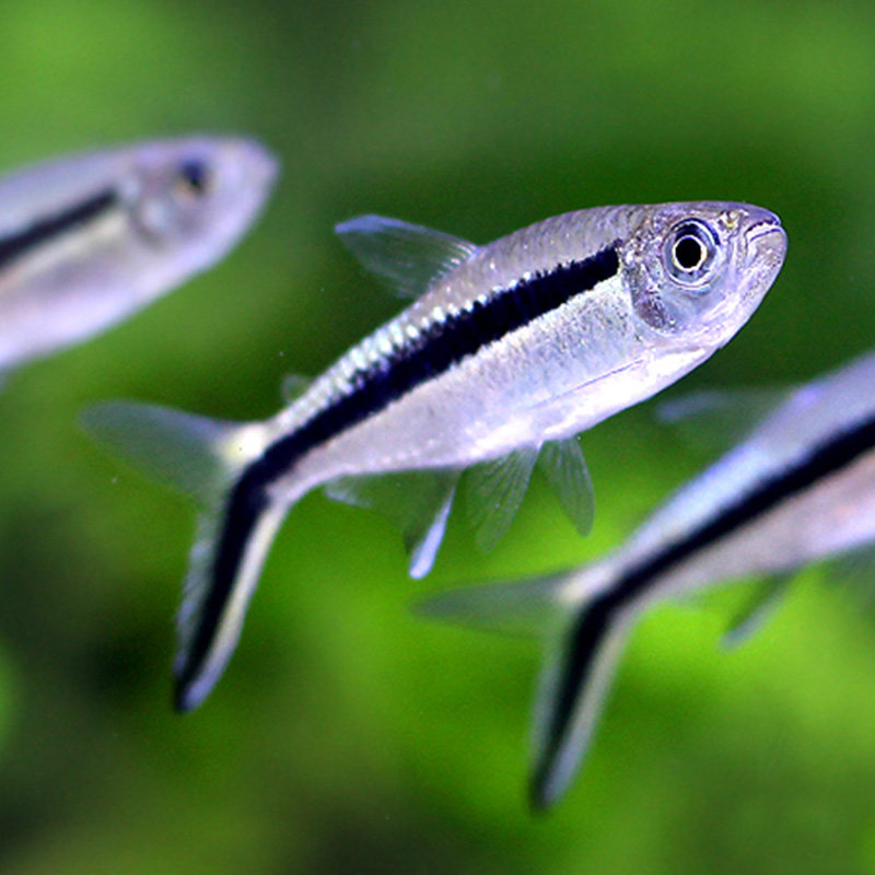 自然企鹅灯鱼热带观赏鱼原生灯鱼群游鱼小型鱼拐棍灯鱼活体观赏鱼