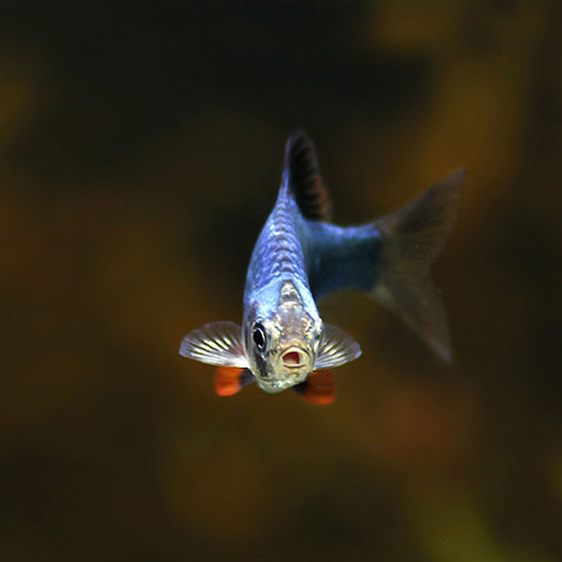 优鱼绿宝石鱼绿虎皮鱼热带观赏鱼 群游鱼小型鱼宠物鱼2条装1131