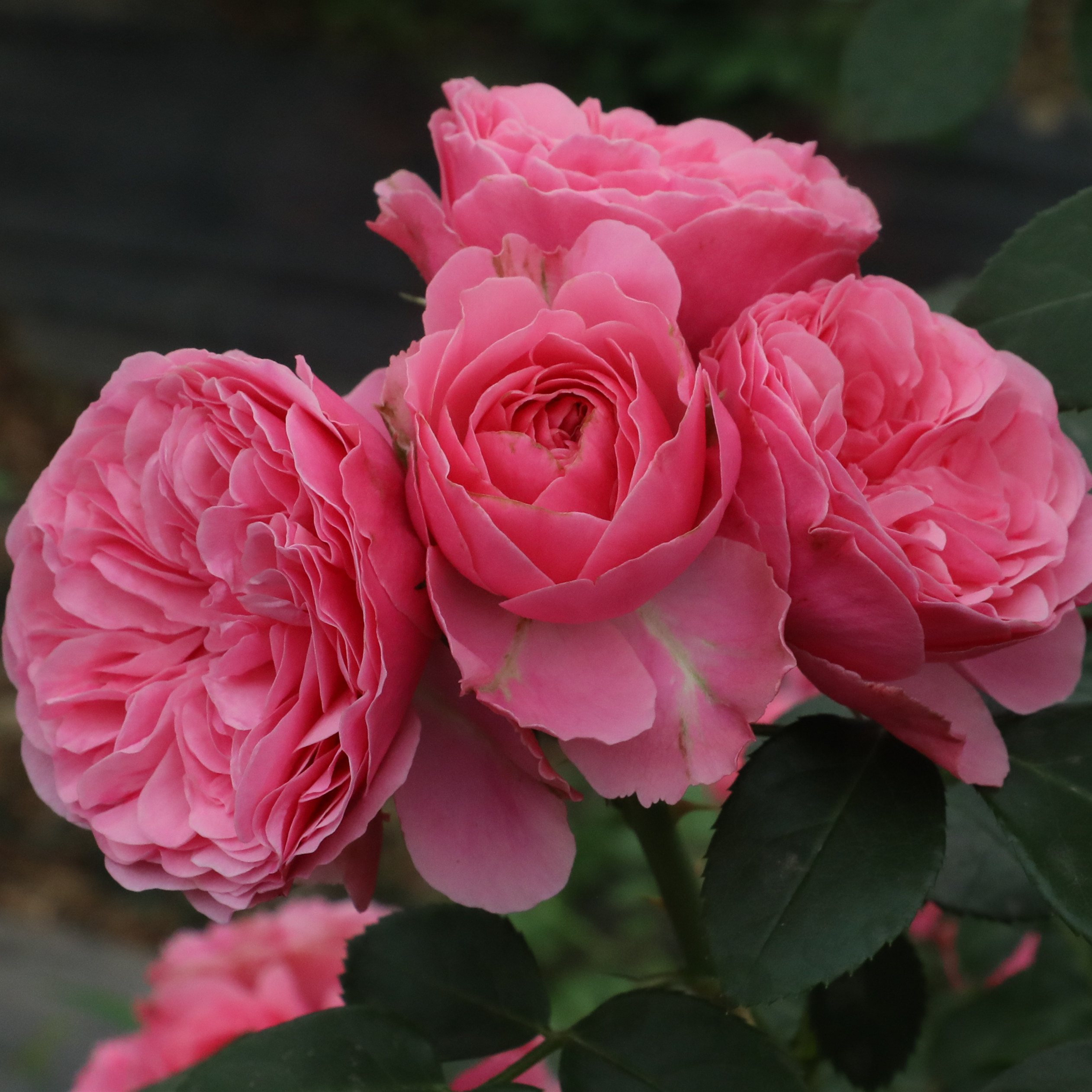 月季天狼粉色达芬奇玫瑰多季丰花灌木可做月季