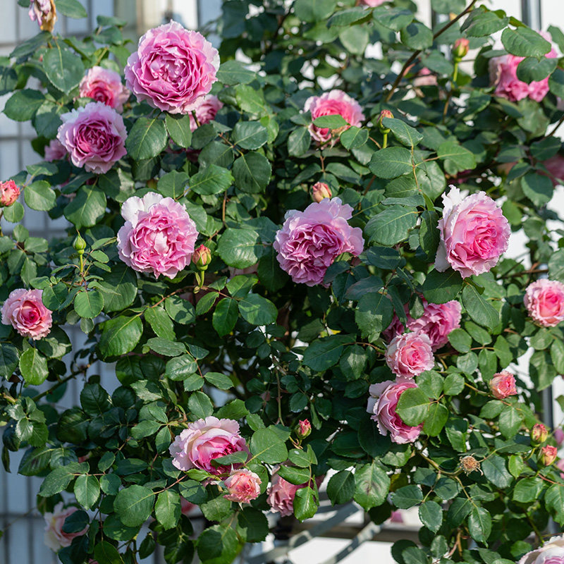 月季天狼罗衣自育玫瑰多季粉色浓香藤本月季月季
