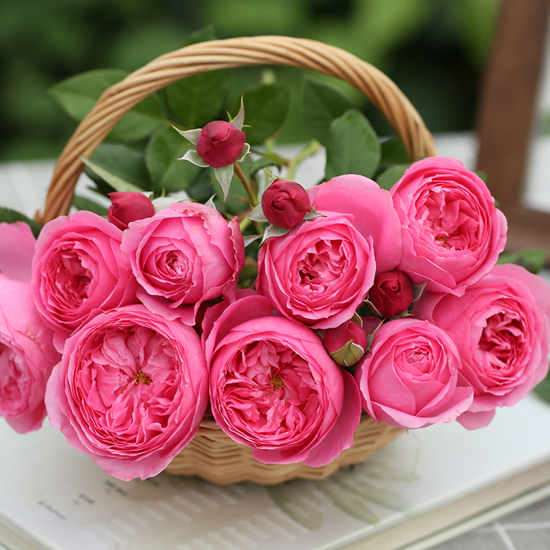 天狼月季纨扇25升盆栽自育灌木多季开耐热勤花庭院露台植物花卉