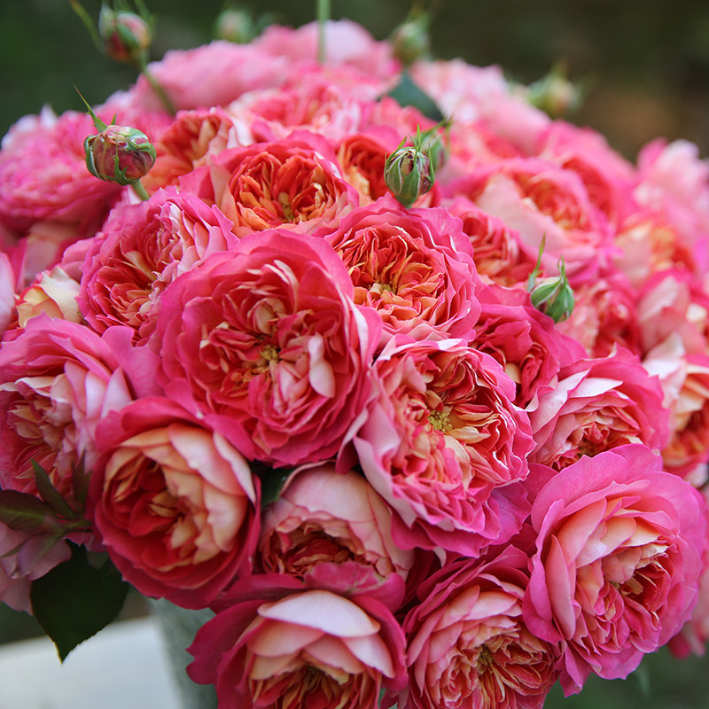 月季藤本玫瑰天狼浪漫宝贝多季爬藤攀援植物月季