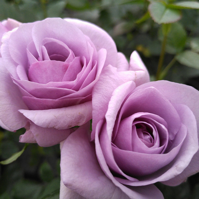 天狼月季蓝宝石25升盆栽多季丰花庭院露台浓香月季