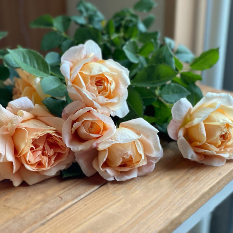 天狼月季金缎25升盆栽灌木日月多季庭院露台月季