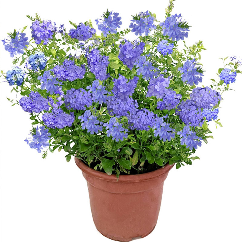 天狼热好攀援爬藤庭院花园植物耐热月季观花绣球