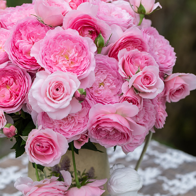 天狼月季纨扇25升盆栽自育灌木多季开耐热勤花庭院露台植物花卉