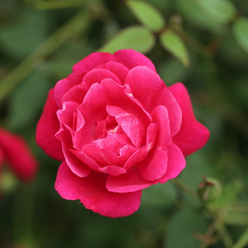 月季天狼赤龙含珠25升盆栽中国古老庭院露台时令草本花卉