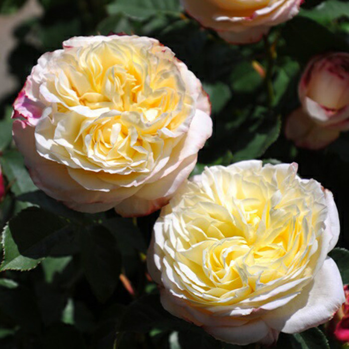 天狼月季水果月季玫瑰多季日系浓香抗病杂交茶香月季