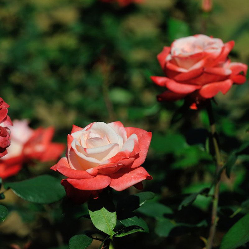 天狼月季丹顶25升盆栽多季抗病直立日月庭院时令草本花卉