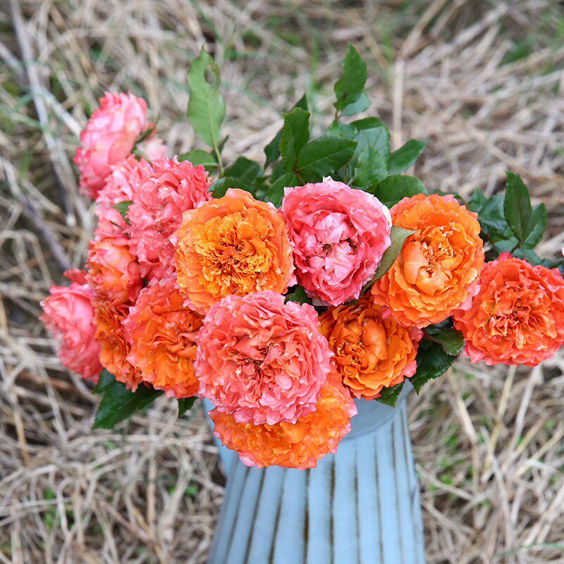 天狼月季我爱你25升盆栽多季灌木庭院露台观赏性月季