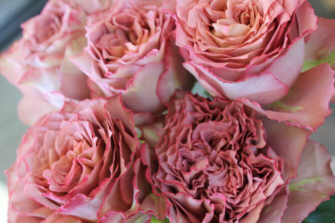 天狼月季品种推荐#英伦节拍