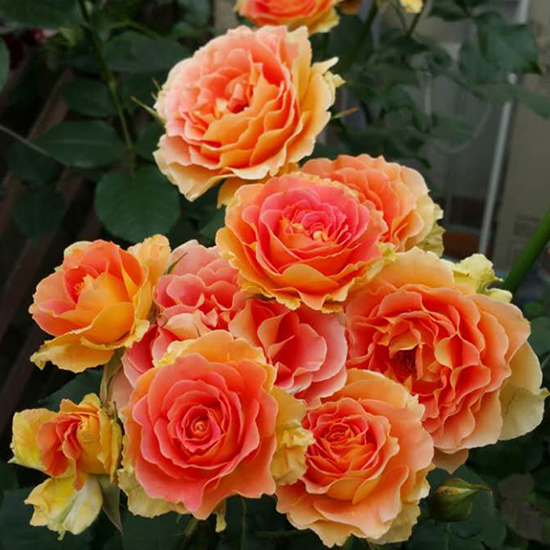 天狼月季铜管乐队25升盆栽多季丰花灌木庭院花卉