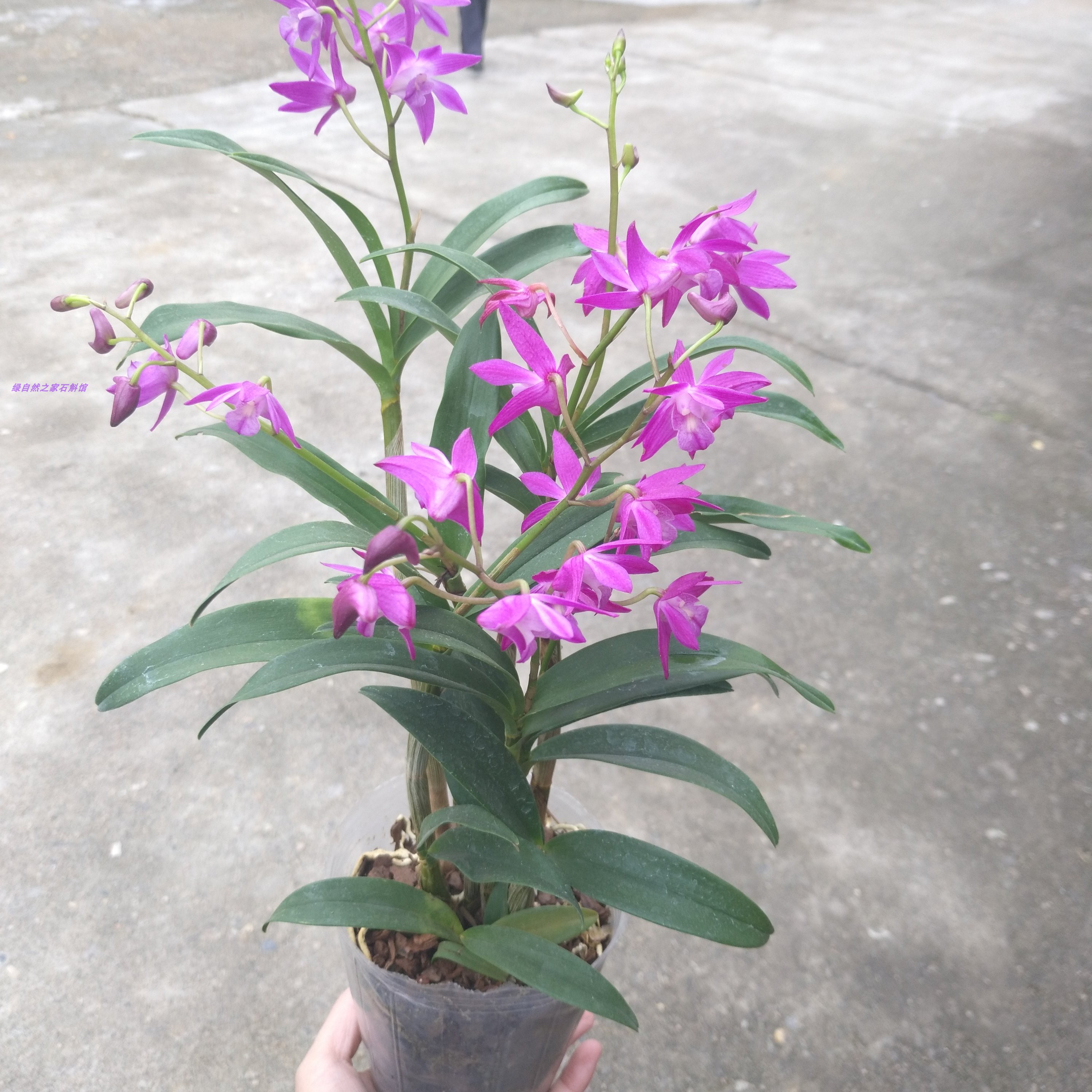澳洲石斛花苞香水红花文心兰洋兰花绿植花卉花卉