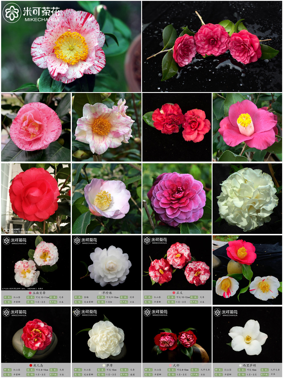 25种稀有日本山茶花品种树苗庭院原生盆栽养活绿植