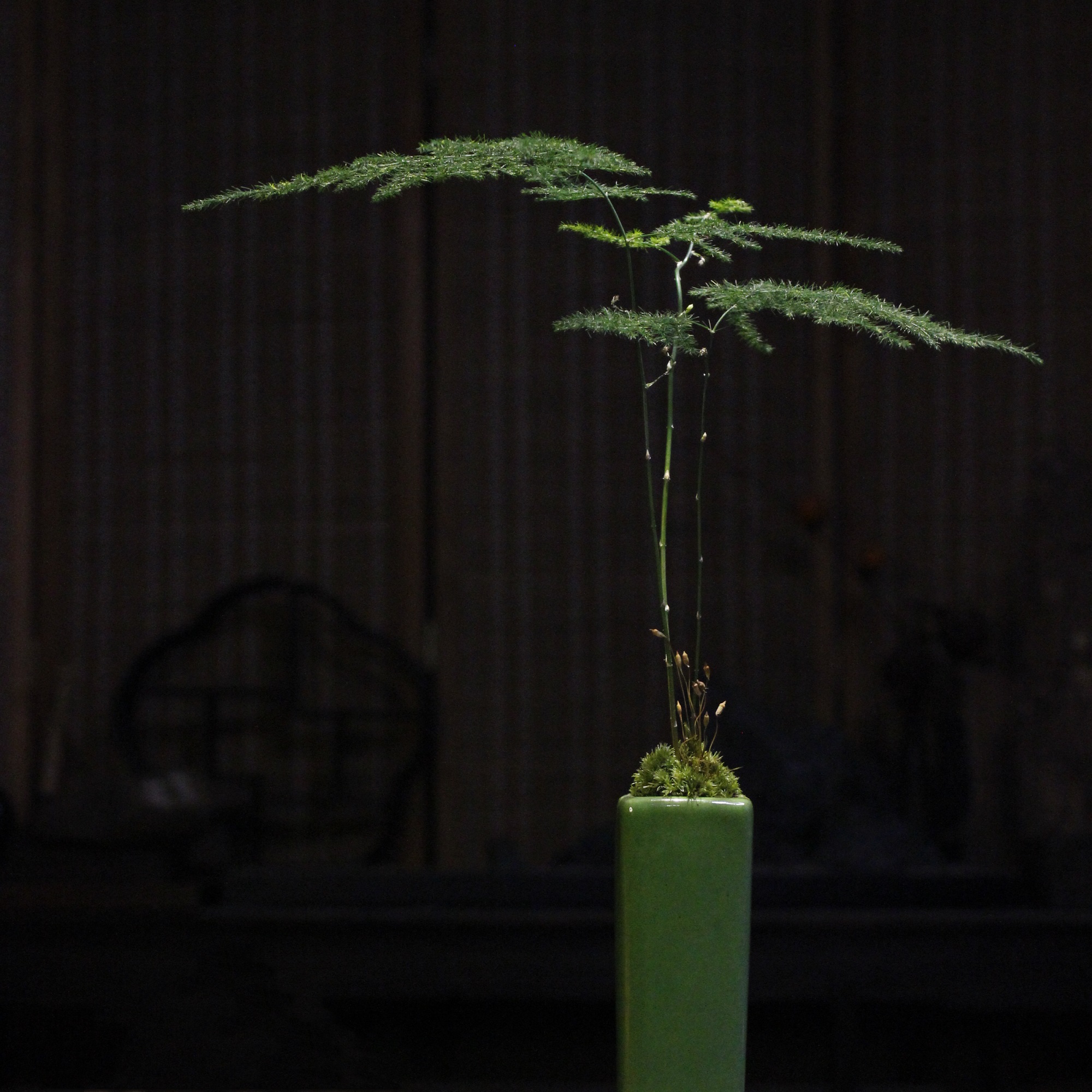 文竹盆景苔藓微景观茶室书房摆件 办公桌绿植 创意礼物年货礼