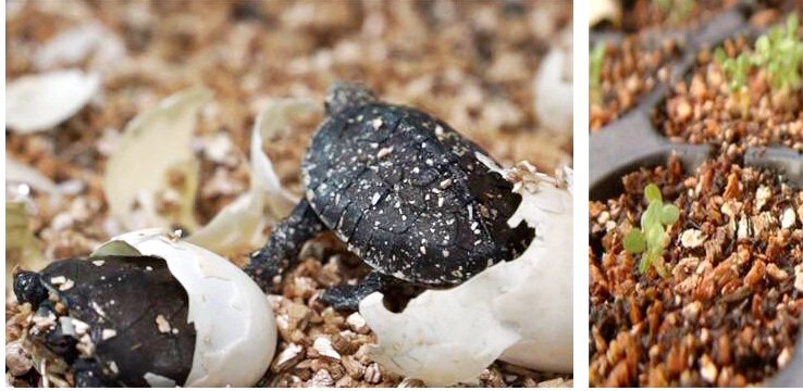 包邮大包龟用垫材孵化冬眠配土园艺蛭石颗粒爬虫