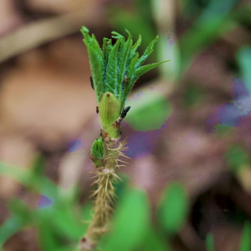 五加东北茶叶长白山野生嫩叶睡眠片籽150g五加皮