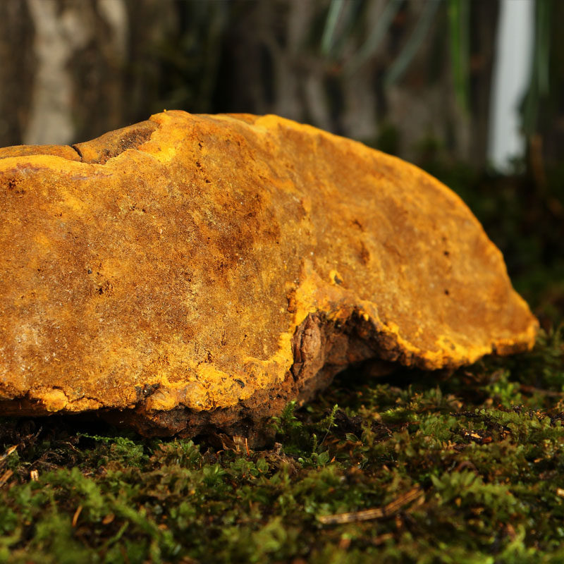 桑黄长白山正品灵芝野生林芝杨树金边250g切块整枝灵芝