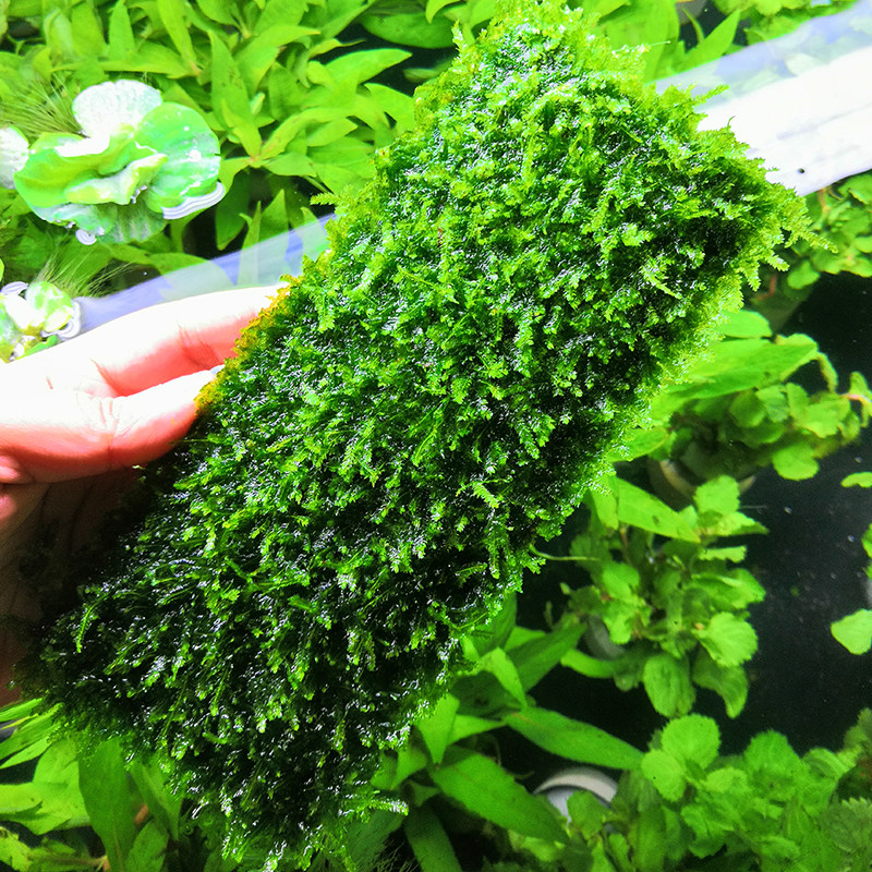 莫斯水草大三三角慕斯莫丝懒人活体新手入门阴性水草