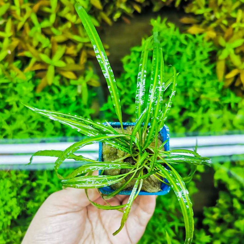 喷泉椒草缎带鱼缸草缸中后后景边景造景植物水草