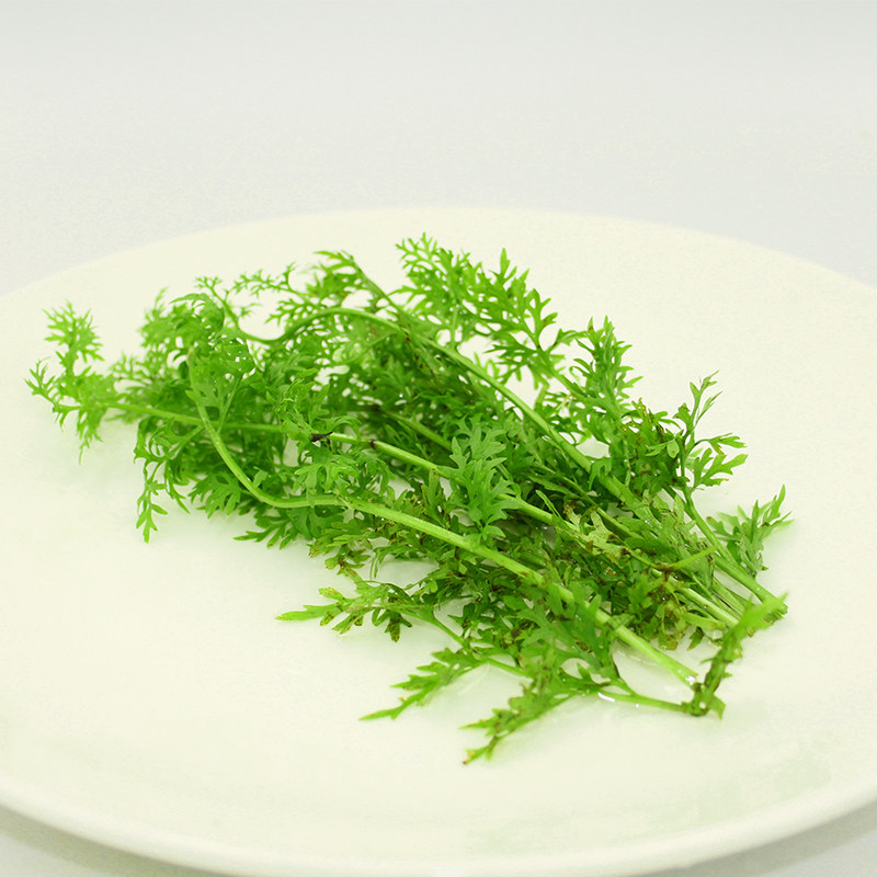 鱼缸造景水草小水芹活体中后景绿色水草水下叶新手懒人好养植物
