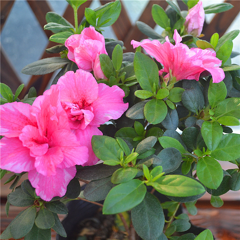 杜鹃红双喜东洋盆栽花园庭院室内绿植花卉