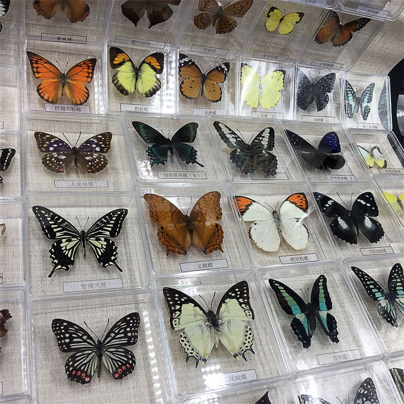 蝶语展翅蝴蝶标本立体透明盒装摆件昆虫昆虫学标本类装饰画