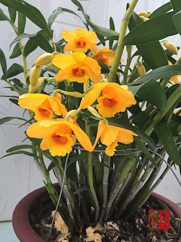 临安黄橙石斛云南种源枝条粗壮生命力顽强开花时令草本花卉