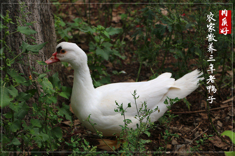 农家散养土鸭 飞鸭 公鸭子 番鸭 老鸭子微山湖放养公飞鸭土飞鸭