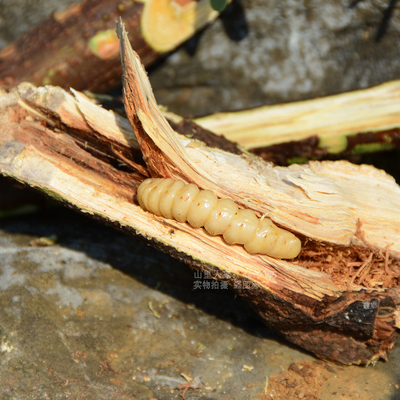 斗米虫野生云实蛀虫2条鸟不踏刺虫阎王刺虫带树枝活营养药材正品