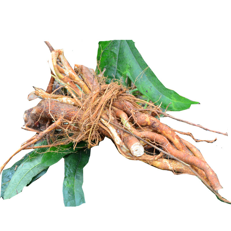 新鲜五指毛桃根500g现挖野生五爪龙五指牛奶根广东煲汤料2件包邮