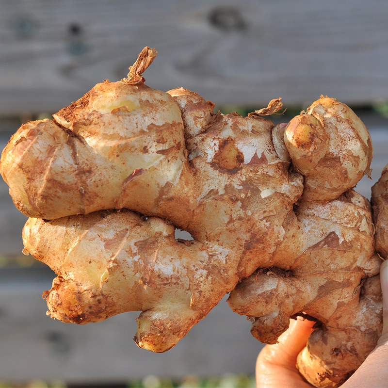 云南5斤生姜老姜月子组合三瓣特产紫皮黄姜大蒜