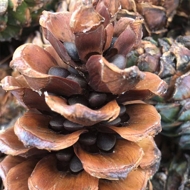 云南特产新鲜松子500克原味新货不开开口薄壳松子