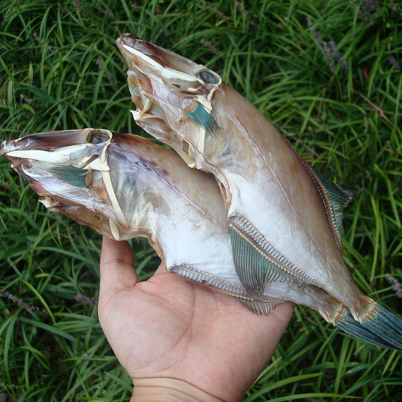 宁波舟山海鲜干货特产正宗橡皮鱼剥皮鱼鲞新鲜鱼干