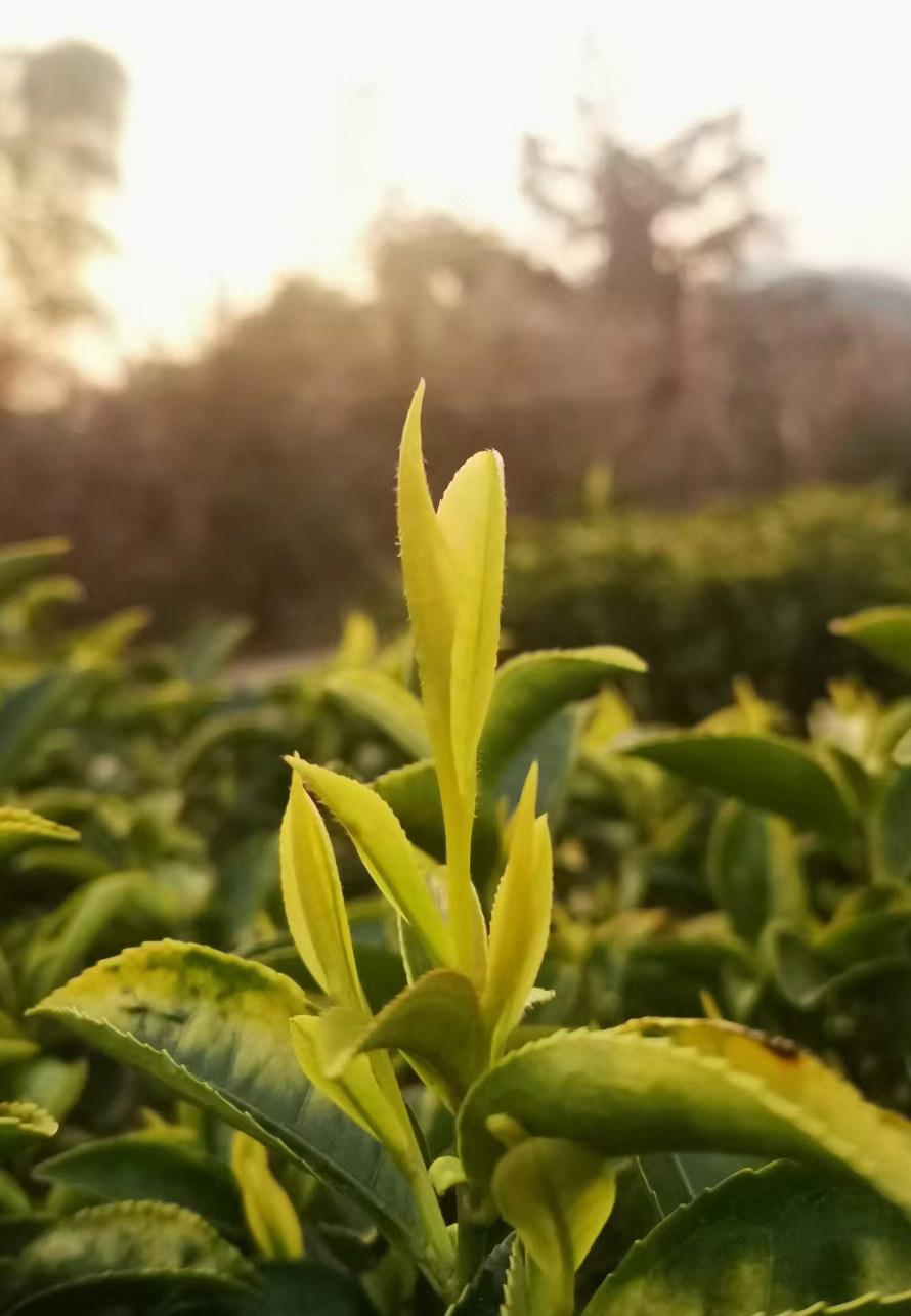 2022雨巷新茶浙江景宁高山白茶白玉仙茶金奖特色产区绿茶
