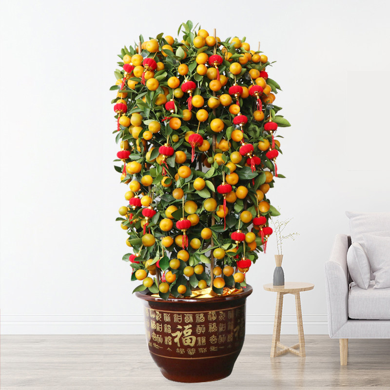 深圳年桔盆栽大四季橘带果橘子水果树苗室内客厅四季观赏果子大型