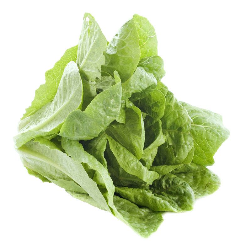 意大利有机半结奶油生菜四季盆栽春夏春夏秋冬秋冬季家庭园艺种子