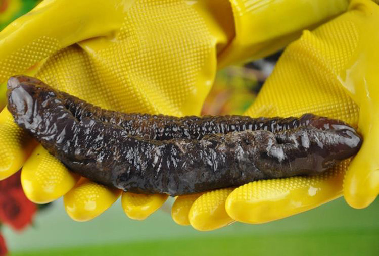 即食海参野生大乌参茄新鲜冷蒸黑光酒店海参海海参