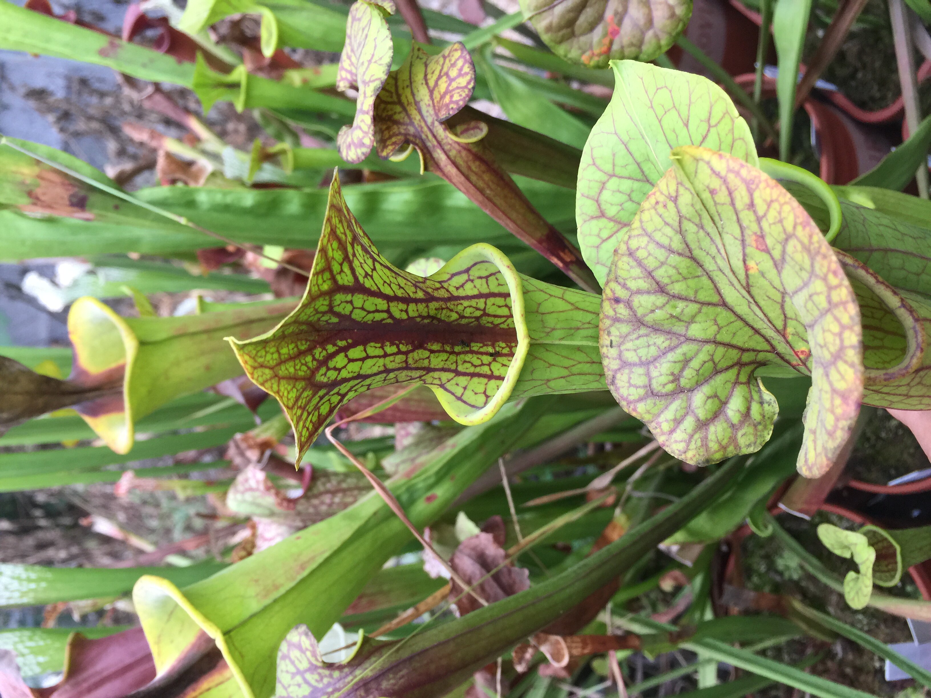 食虫植物-超级华丽种子(自交和交种)捕蝇草盆栽食虫草猪笼草