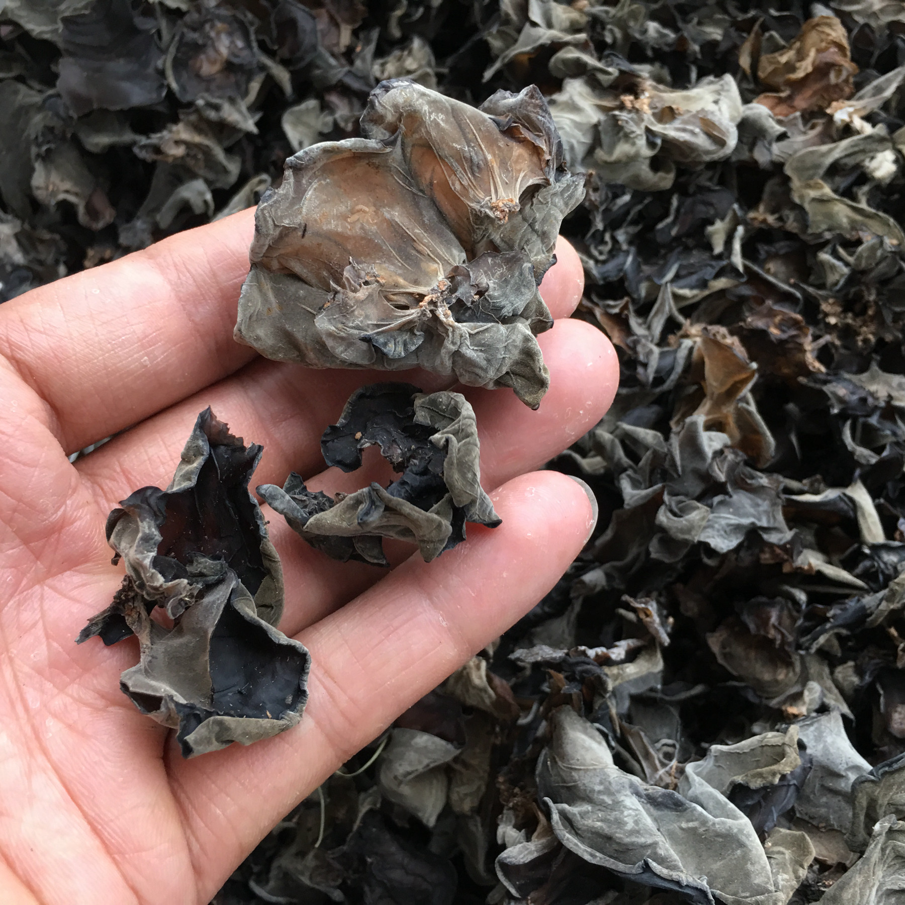 木耳黑木耳耳软薄春大片特产湖北干货黑木耳