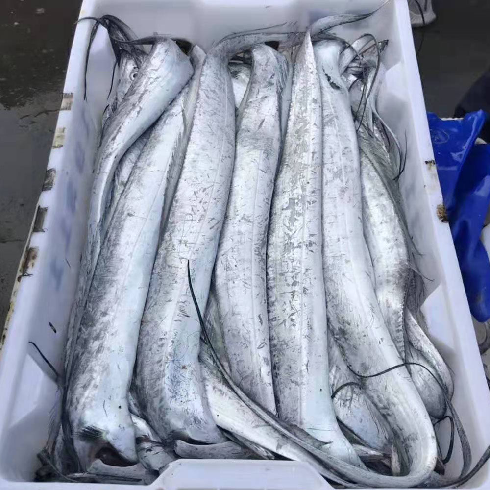 带鱼9两条小眼老鹰特大野生刀鱼码头直发深海带鱼