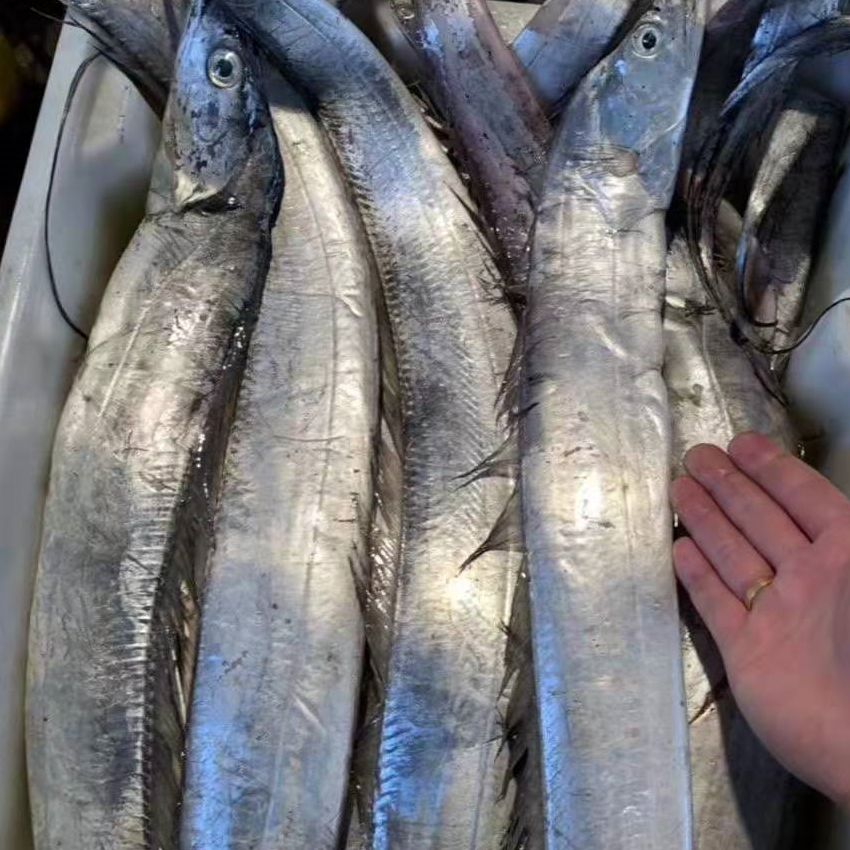 带鱼46两6斤新鲜吕四东海黄海小眼雷达带鱼