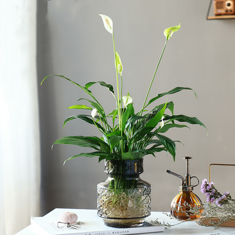 心森美酒白掌花卉一帆风顺绿植水培好养室内水养绿植