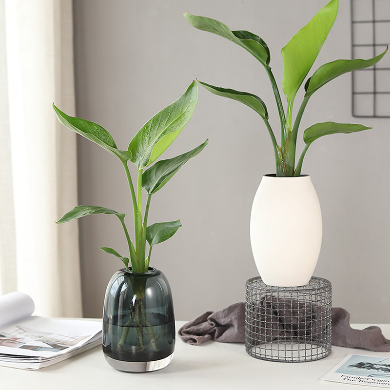 心森天堂鸟家居客厅好养植物水养盆栽鹤望兰水培绿植