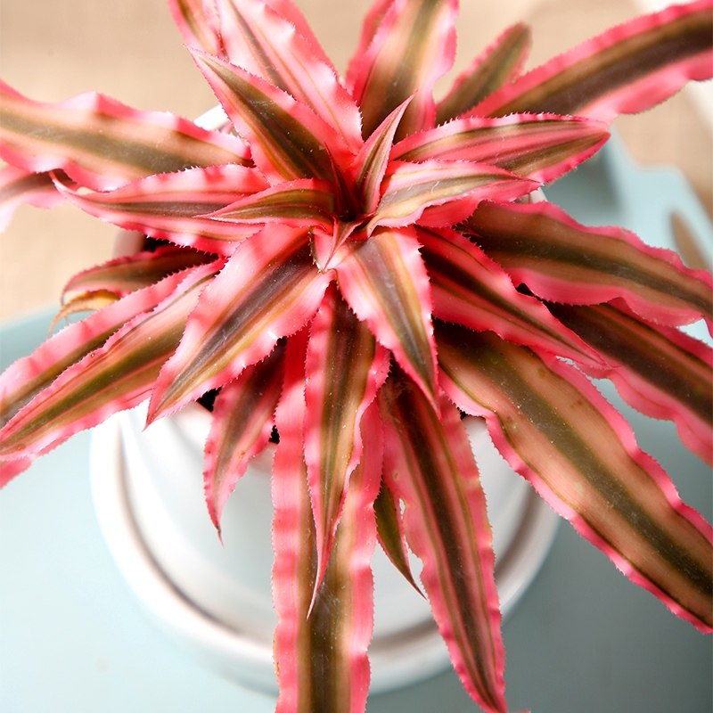 心森岚姬凤梨多肉小盆盆栽办公室桌面ins水培绿植